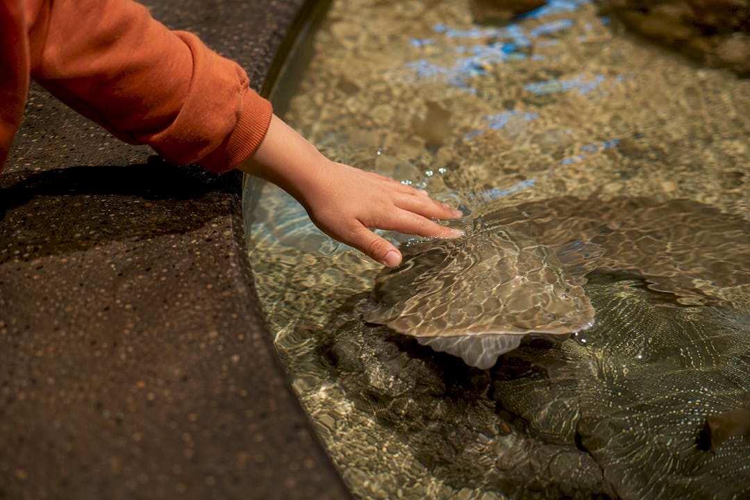 Child touching an aquarium pool