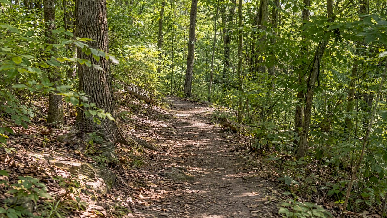 Wooded trail at Cave Spring Park